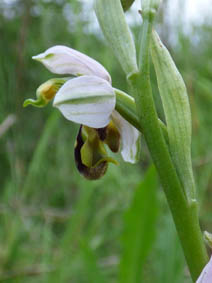 Ophrys apifera